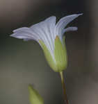 Pitcher's stitchwort